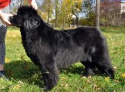 Превью фото № 232512