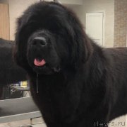 Превью фото № 232556