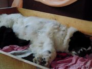 Превью фото № 232558