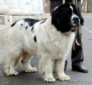 Превью фото № 232572