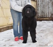 Превью фото № 232655