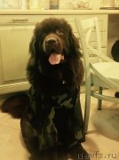 Превью фото № 232664