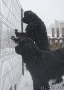 Превью фото № 232676