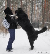 Превью фото № 232718