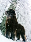 Превью фото № 232723