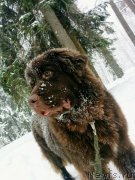 Превью фото № 232724