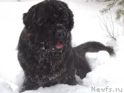 Превью фото № 232727