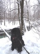 Превью фото № 232728