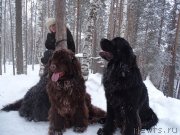 Превью фото № 232729