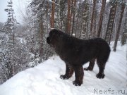 Превью фото № 232730