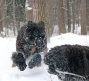 Превью фото № 232752