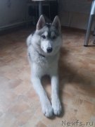 Превью фото № 232757