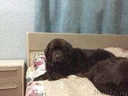 Превью фото № 232762