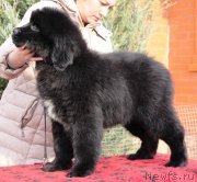 Превью фото № 232773