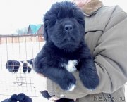 Превью фото № 232781