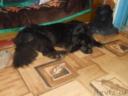 Превью фото № 232792