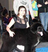 Превью фото № 232802