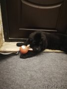 Превью фото № 232820