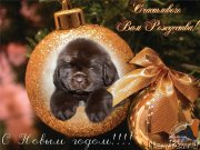 Превью фото № 232826