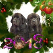 Превью фото № 232829