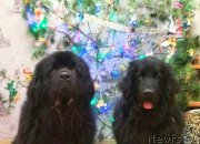 Превью фото № 232870