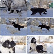 Превью фото № 232886