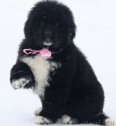 Превью фото № 232893