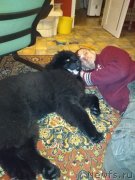 Превью фото № 232907