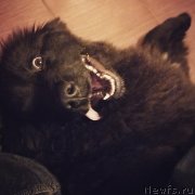 Превью фото № 232908