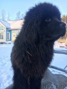 Превью фото № 232909