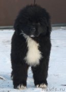 Превью фото № 232914