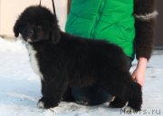 Превью фото № 232915