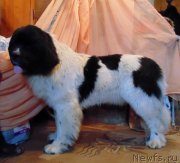 Превью фото № 232919