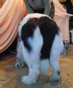 Превью фото № 232920