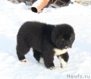 Превью фото № 232922