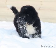 Превью фото № 232928