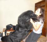 Превью фото № 23293