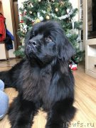 Превью фото № 232991