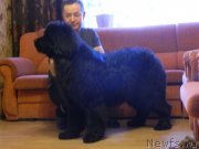 Превью фото № 232997