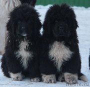 Превью фото № 233011