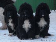 Превью фото № 233013