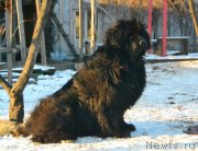 Превью фото № 233064