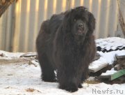 Превью фото № 233066