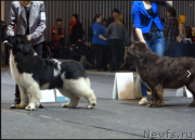 Превью фото № 233114