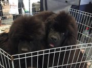 Превью фото № 233116