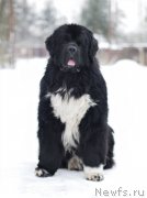 Превью фото № 233137