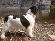 Превью фото № 233142