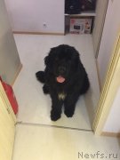 Превью фото № 233173