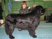 Превью фото № 233184