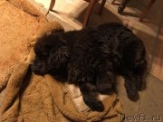 Превью фото № 233243